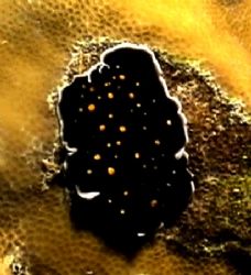 Black spotted nudi. Sony hc 350p by Marylin Batt 
